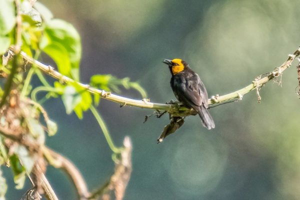 birding in bwindi impenetrable national park