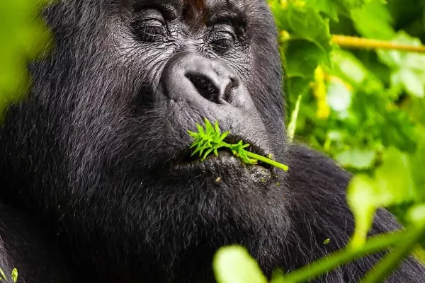 gorilla trekking in volcanoes