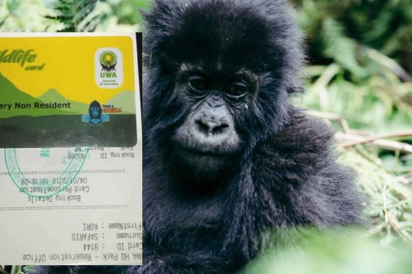 gorilla trekking permits