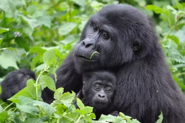 Comparing gorilla trekking in Rwanda, Uganda and Congo