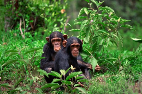 Nyungwe chimpanzee trekking