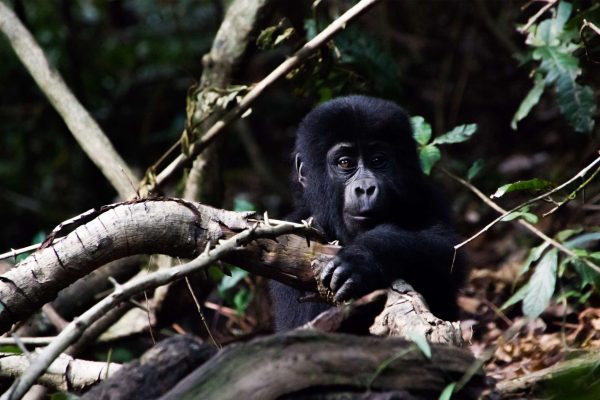 Rwanda Gorilla And Chimpanzee Trekking