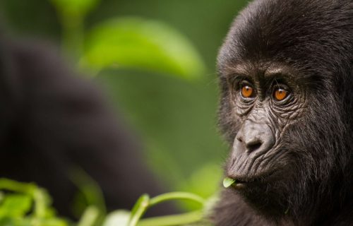 Trek Gorillas on Honeymoon in Rwanda