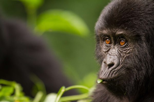 Trek Gorillas on Honeymoon in Rwanda