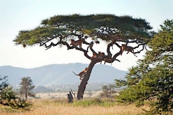 the best things to do in Tanzania