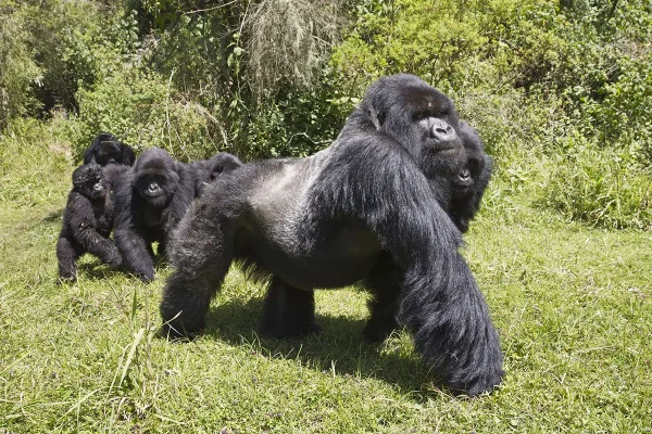 Walking With Gorillas