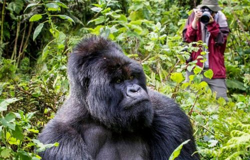 Gorilla trekking in Uganda.