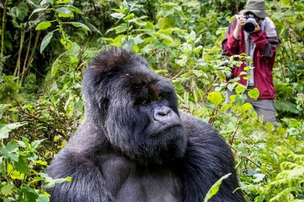 Gorilla trekking in Uganda.