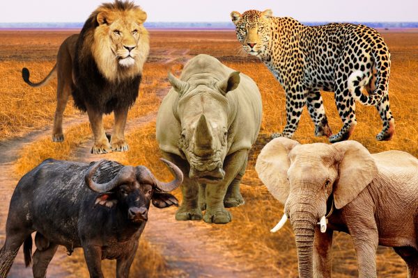 African Big 5 Safaris