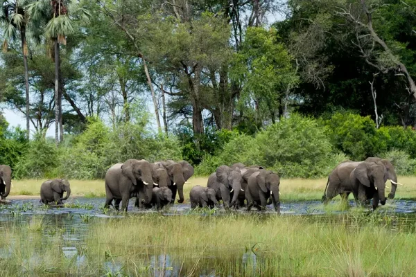 Botswana Safari Vacations