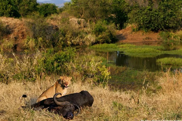 Bwindi, Queen Elizabeth, Kidepo