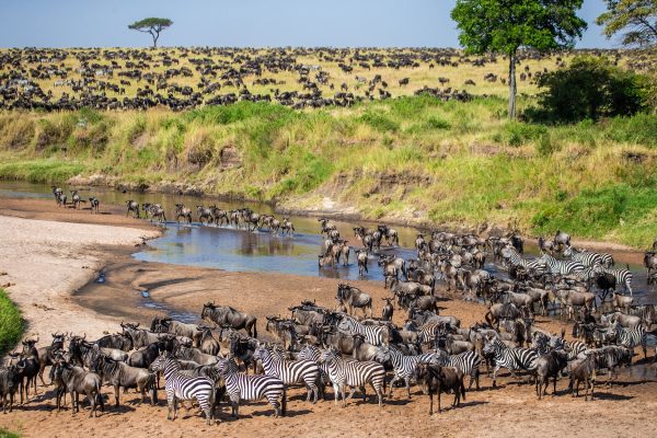 East Africa Year-Round Migration Safari