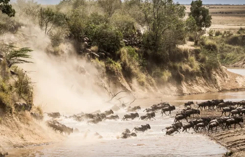 Kenya Safaris.