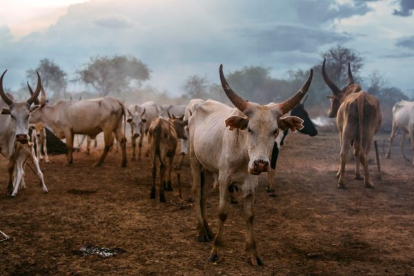 Mundari Tribe Experience