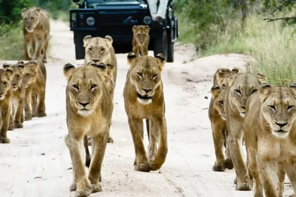 Sabi Sands Game Reserve Safaris