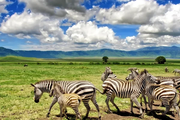 Tanzania Safaris