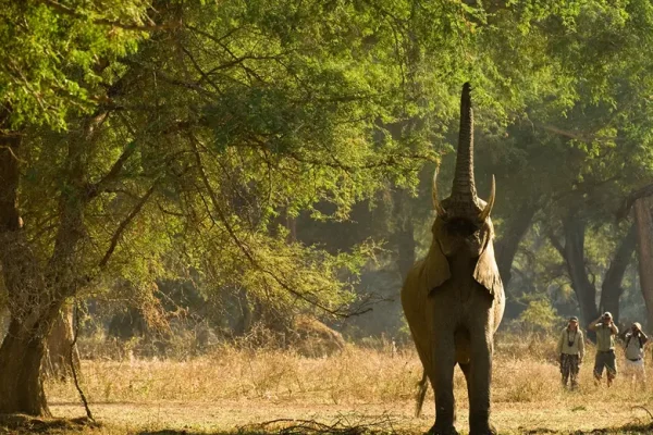 Zambia Safari Vacations