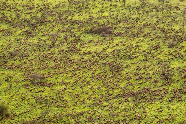 A herd of tiang antelope in Boma and Badingilo National Parks, South Sudan, during their annual migration