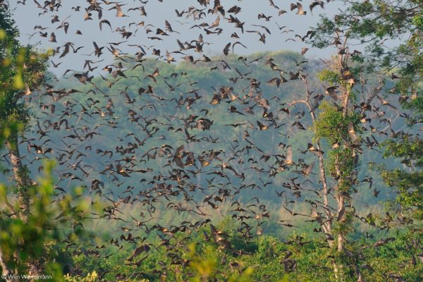 Bat Migration Safari in Kasanka