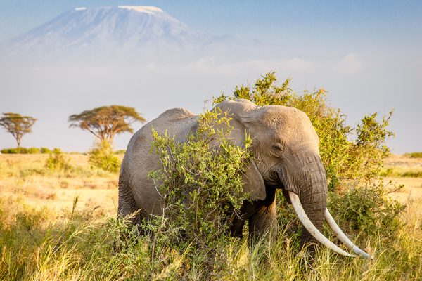 African Big 5 Safari