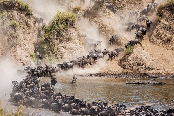 Great Migration Masai Mara River Crossings