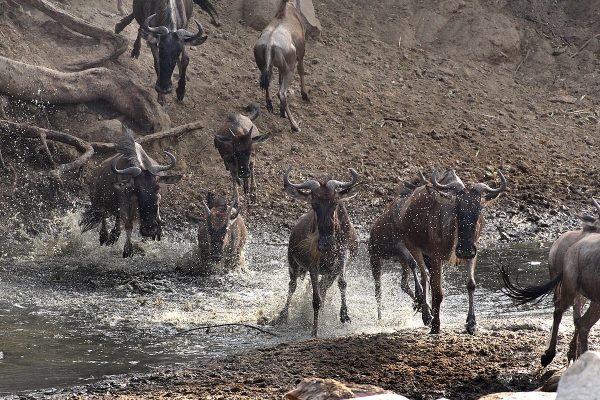 Grumeti River Migration Crossing Safari