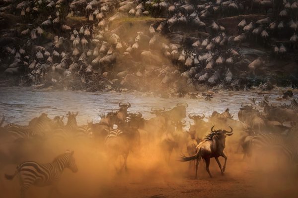 Wildebeest Migration safari