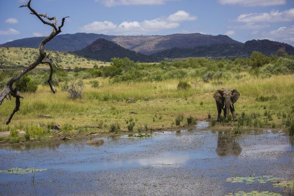 Pilanesberg National Park