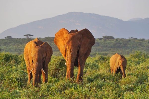 Rhino Tracking And Big 5 Safari