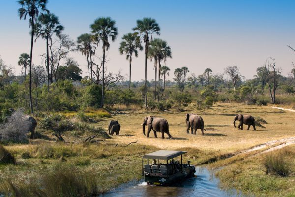 Rwanda/Botswana/Mozambique Safari.