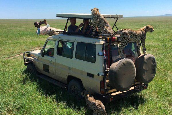 Serengeti safari