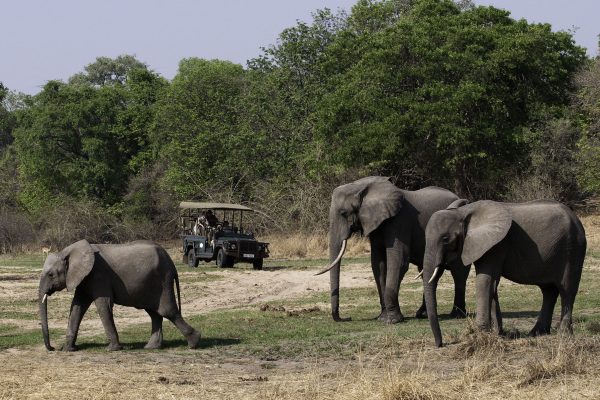 South Luangwa Luxury Safari