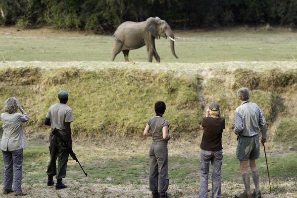 South Luangwa National Park Safari