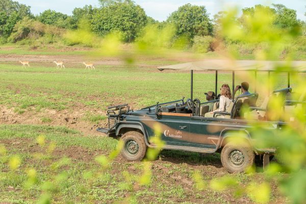 South Luangwa & Victoria Falls Safari