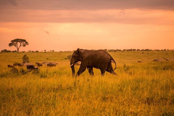 Tanzania Safari And Zanzibar Itinerary