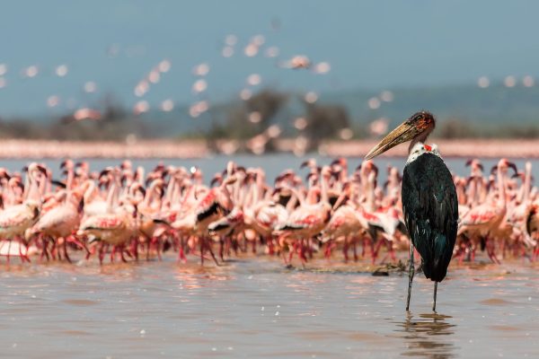 The Mara And Lake Naivasha