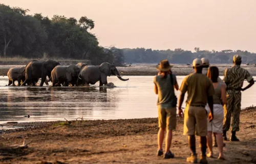 Zambia safari