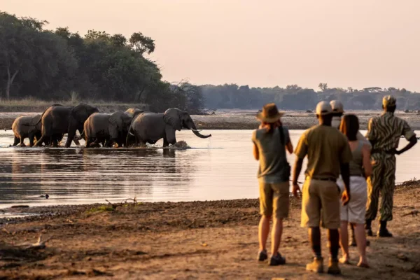 Zambia safari