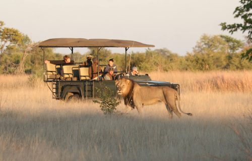 Zimbabwe safari