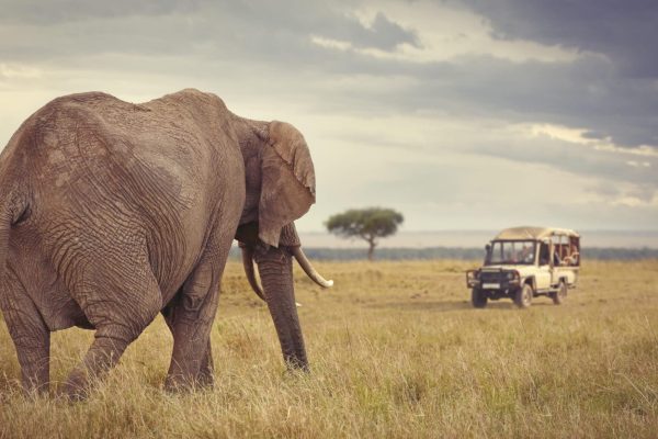 African safaris