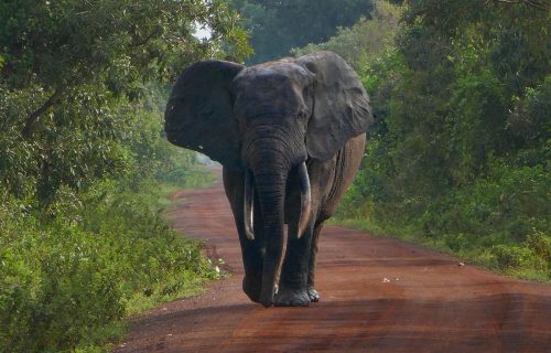 Ghana safari