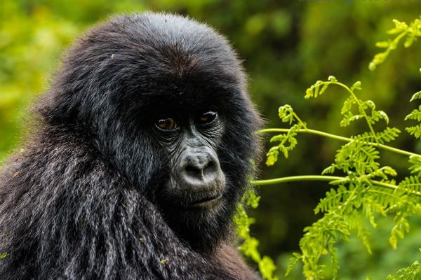 Gorilla trekking Africa