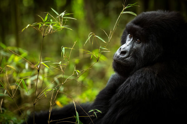 Gorilla Trekking Permits