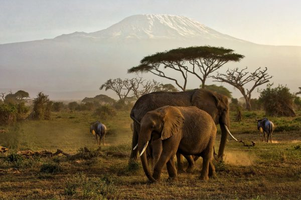 3 Days Amboseli Safari From Nairobi.