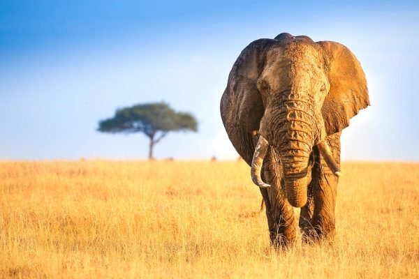 6 Days Kenya Safari Itinerary