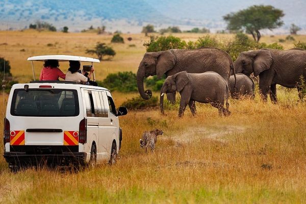 7 Days Budget Kenya safari - Amboseli, Lake Nakuru, Mara Safari