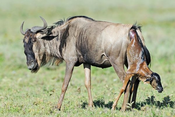 Calving Season in Ndutu Serengeti