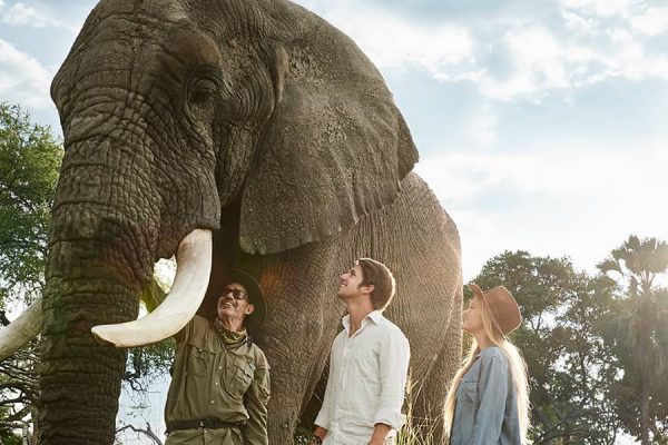 Luxury Elephant Safari