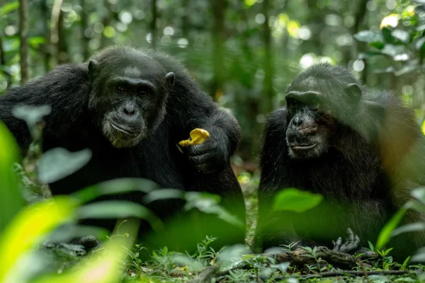 Chimpanzee Habituation