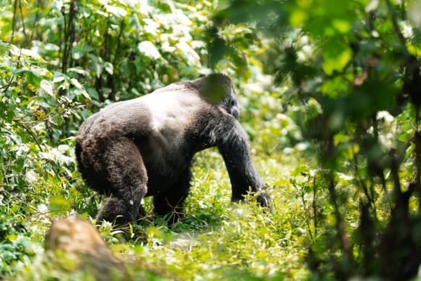 trekking gorillas trekking gorillas